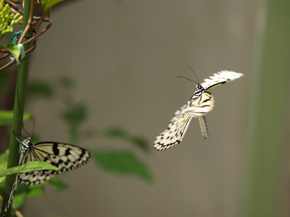 「箕面公園昆虫館 その2」_a0133692_036377.jpg