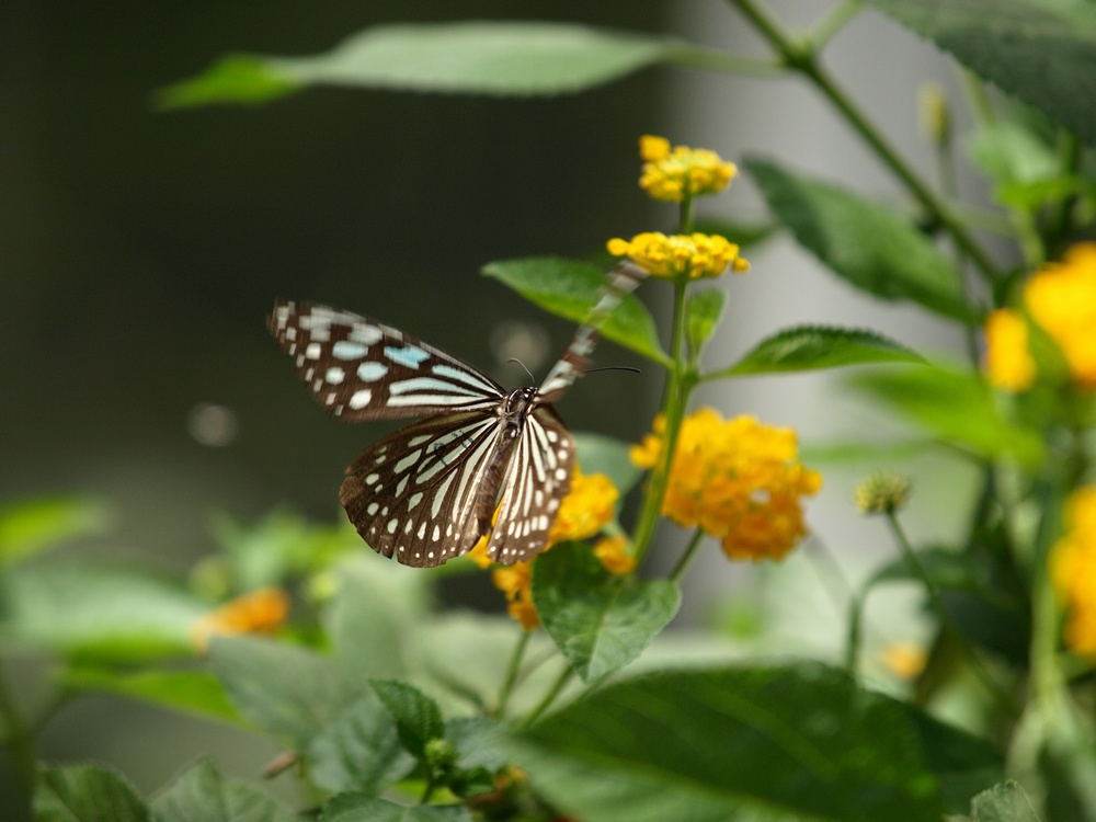 「箕面公園昆虫館 その2」_a0133692_0501891.jpg