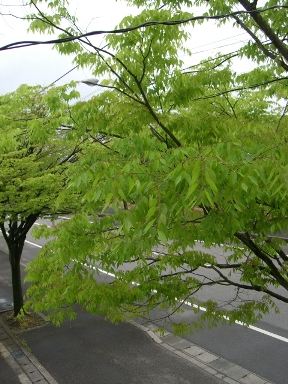 a0045293_17395995.jpg