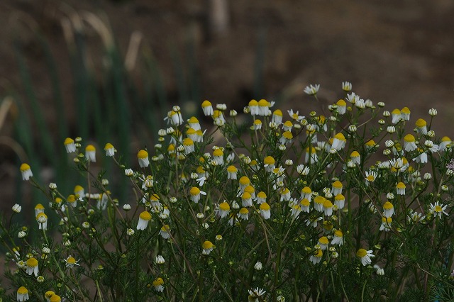 身の回りの花達は・・・_a0117893_6274525.jpg