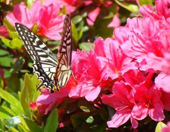 Swallowtails_c0105295_19173588.jpg