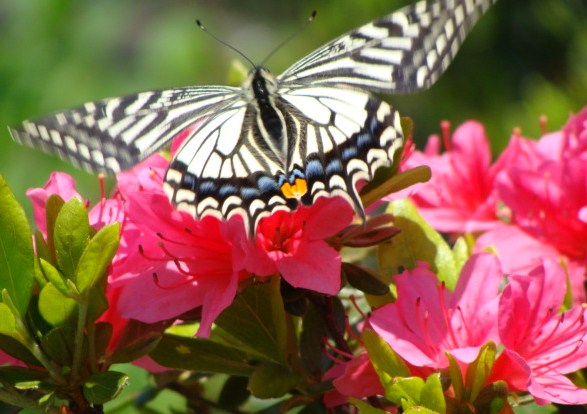 Swallowtails_c0105295_1918210.jpg