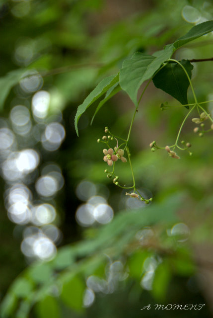 風に揺らめく　花と光_f0147895_14295055.jpg