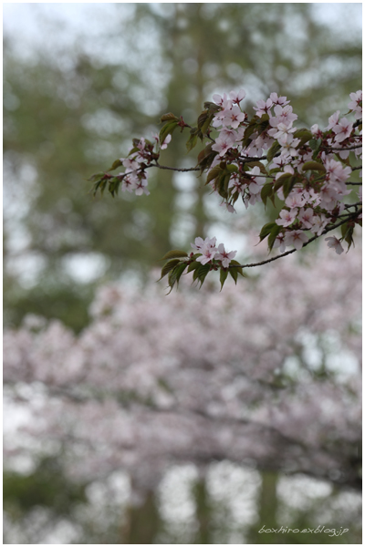 荘川桜_a0135298_23194955.jpg