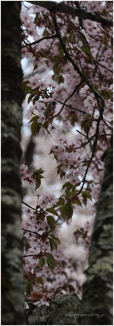 荘川桜_a0135298_2339328.jpg