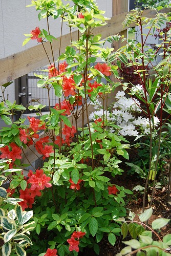 c0124100_22502210.jpg