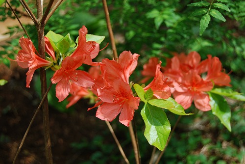 c0124100_22504175.jpg