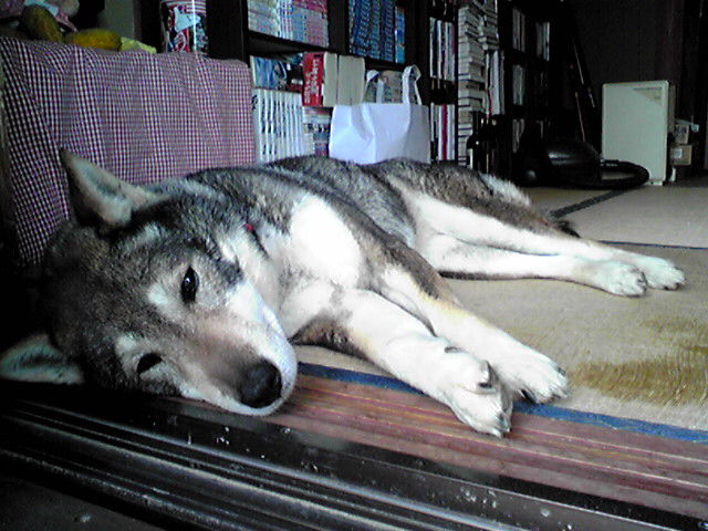 f0079202_1359520.jpg
