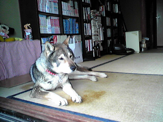 f0079202_1359586.jpg