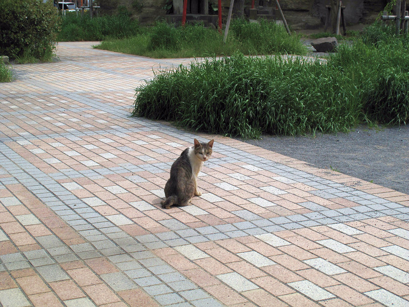 江ノ島の猫たち　2010/05/04_a0114003_7294268.jpg