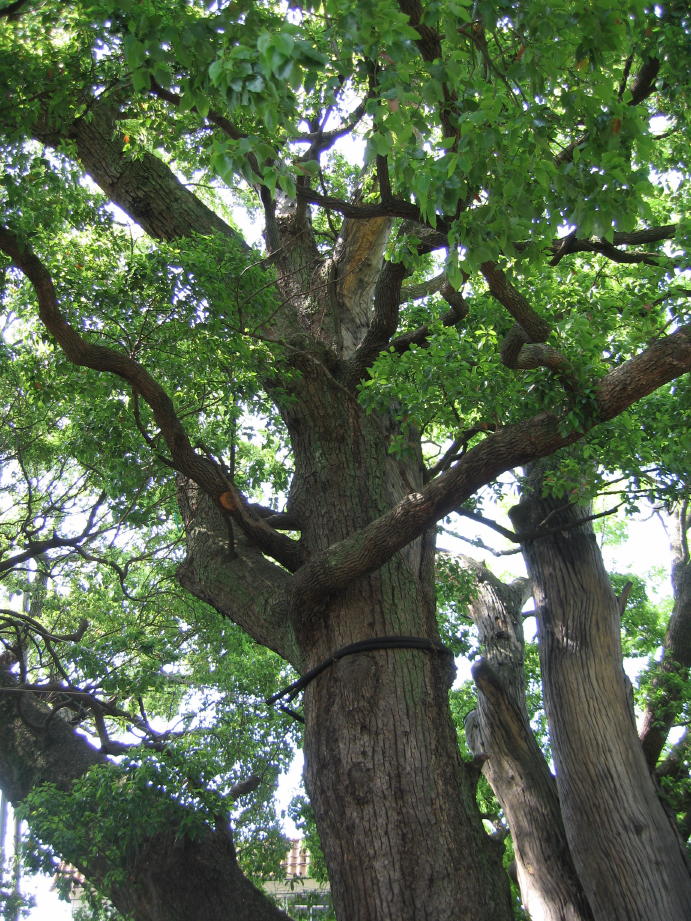 c0180009_1016599.jpg
