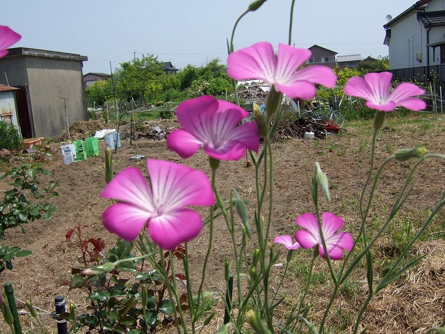 b0107310_21263130.jpg