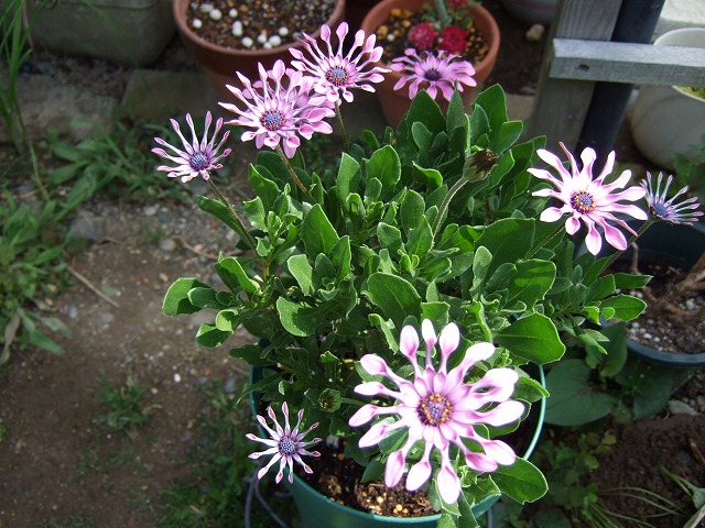 b0107310_2142781.jpg