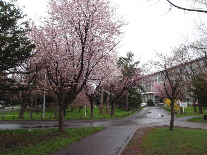 寒さの中でサクラが咲き進む札幌_c0025115_23222234.jpg