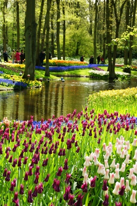 Keukenhof 2010_b0083417_0174644.jpg