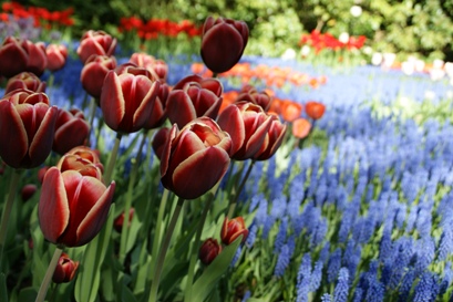 Keukenhof 2010_b0083417_1123140.jpg