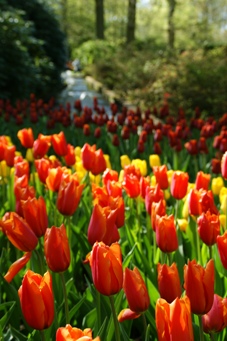 Keukenhof 2010_b0083417_121874.jpg