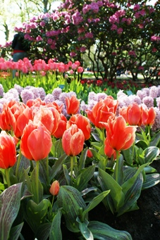 Keukenhof 2010_b0083417_12233.jpg