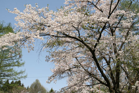 b0156518_15291462.jpg