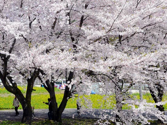 飯山市菜の花畑と桜_d0066822_20175873.jpg