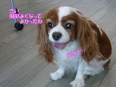 b0185323_11372939.jpg