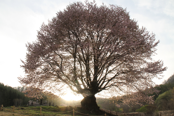 片品　花咲の天王桜_c0215627_13444838.jpg