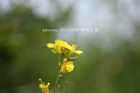 d0042827_2071279.jpg