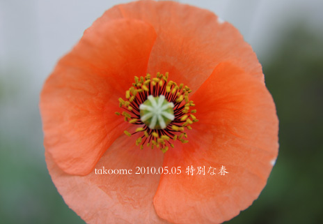 d0042827_2073511.jpg