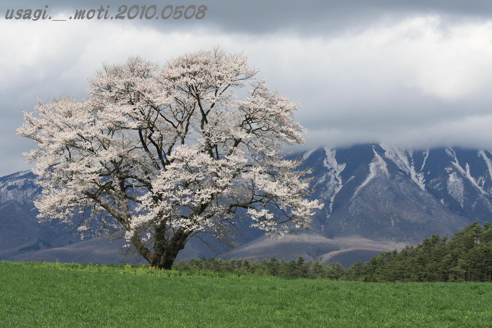 小岩井　一本桜_a0123331_23413075.jpg