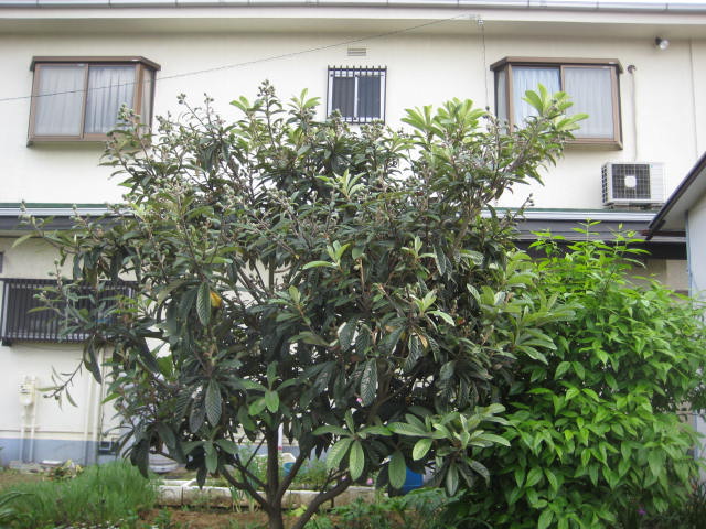 e0166032_20475346.jpg