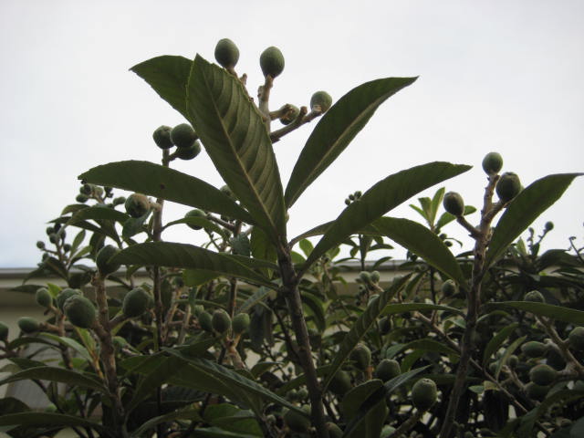 e0166032_20511439.jpg