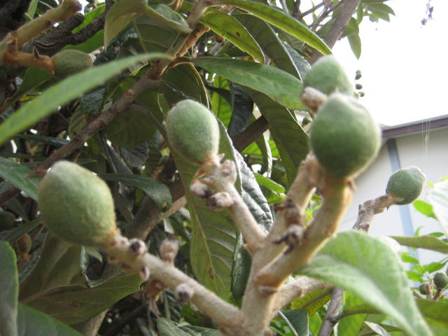 e0166032_20512490.jpg
