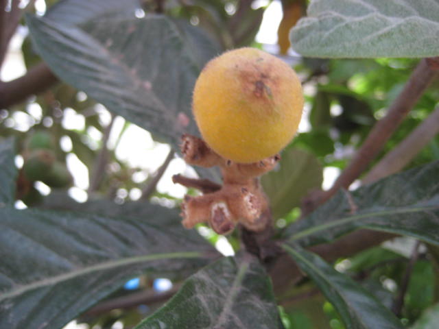 e0166032_20513353.jpg