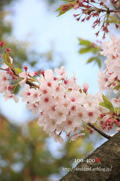 《花》　染井吉野（桜）　18-270mm　（川口グリーンセンター）_c0080036_2317752.jpg