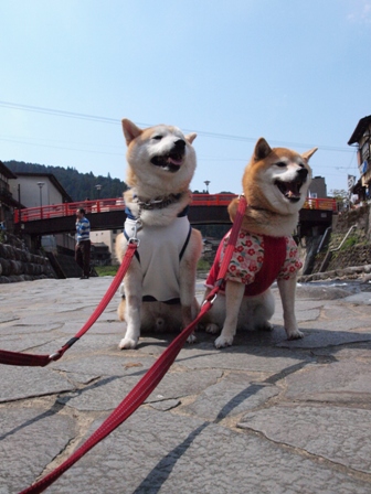 ＧＷ犬連れくるま旅　　郡上八幡～九頭竜～白川郷編_b0080342_12405911.jpg