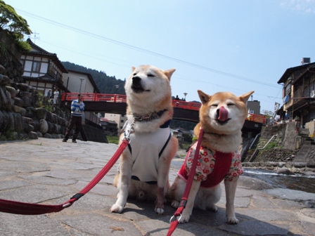 ＧＷ犬連れくるま旅　　郡上八幡～九頭竜～白川郷編_b0080342_12411922.jpg