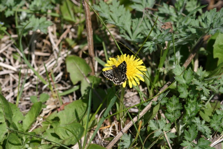 福島遠征（チャマダラセセリ）→栃木県_f0217445_23312645.jpg