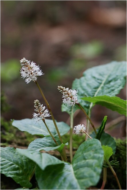ハルトラノオ 野草風薫
