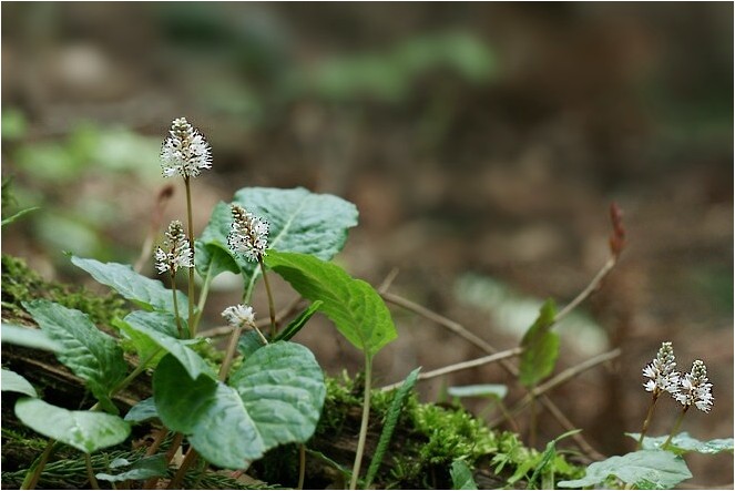 ハルトラノオ 野草風薫