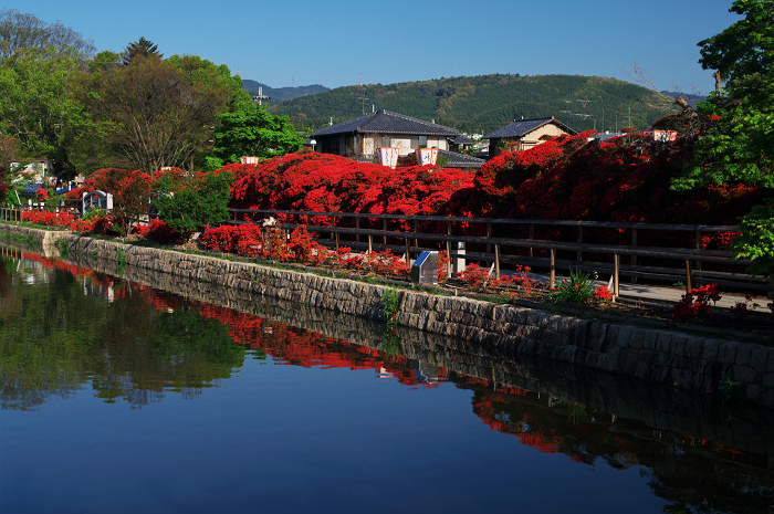 キリシマツツジ咲く（長岡天神）_f0155048_038914.jpg