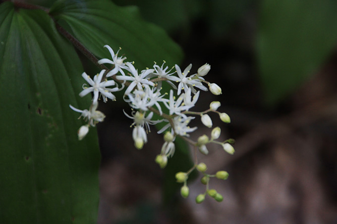 山野草たち_f0147858_2034396.jpg