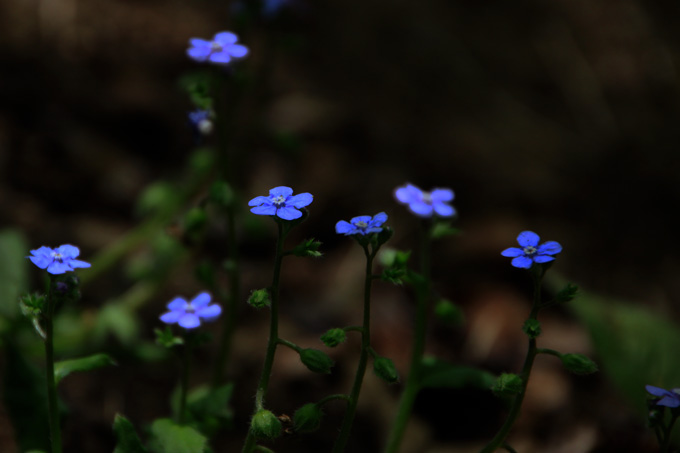 山野草たち_f0147858_2034810.jpg