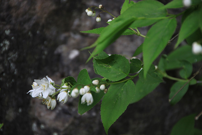 山野草たち_f0147858_20435015.jpg