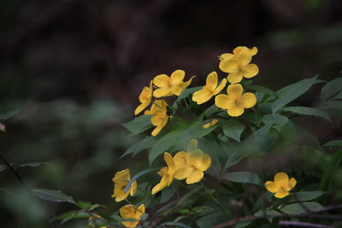 山野草たち_f0147858_20454947.jpg