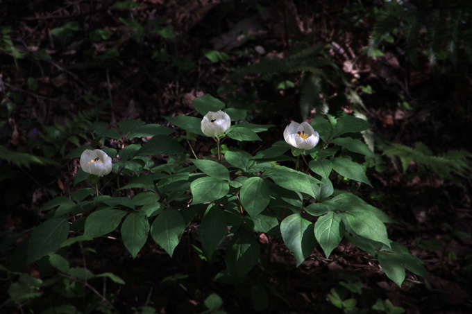 山野草たち_f0147858_20592250.jpg