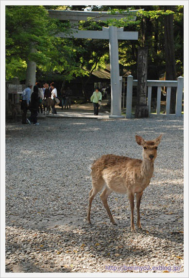 奈良旅行へ_f0230265_845498.jpg