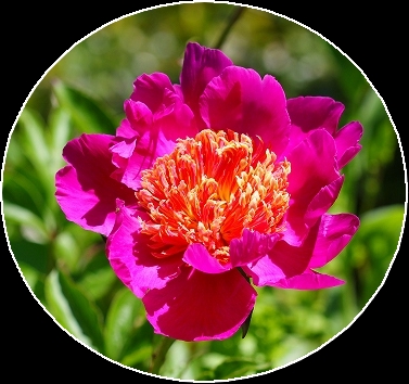 肥後6花の一つ、肥後芍薬咲きました。 : 気ままにデジカメ散歩