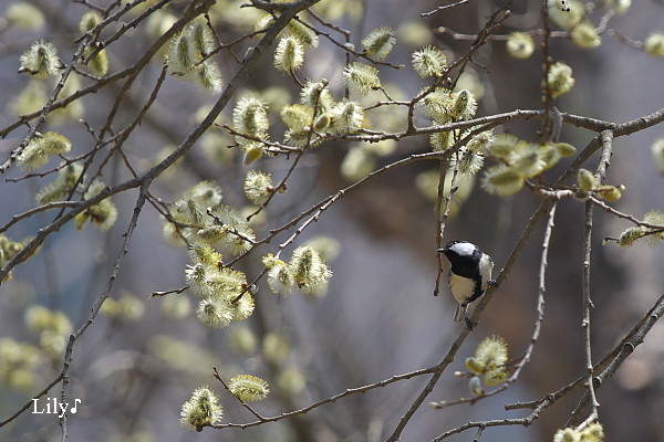 芽吹きの季節の鳥天使♪_e0166574_21532349.jpg