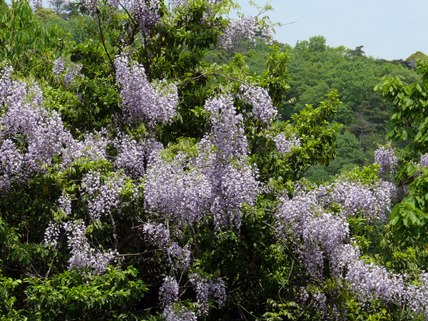 藤の花_e0056880_1662914.jpg