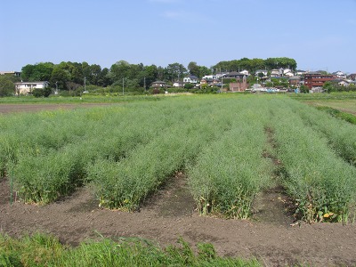 c0145581_145476.jpg